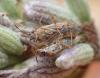 Nysius sp.